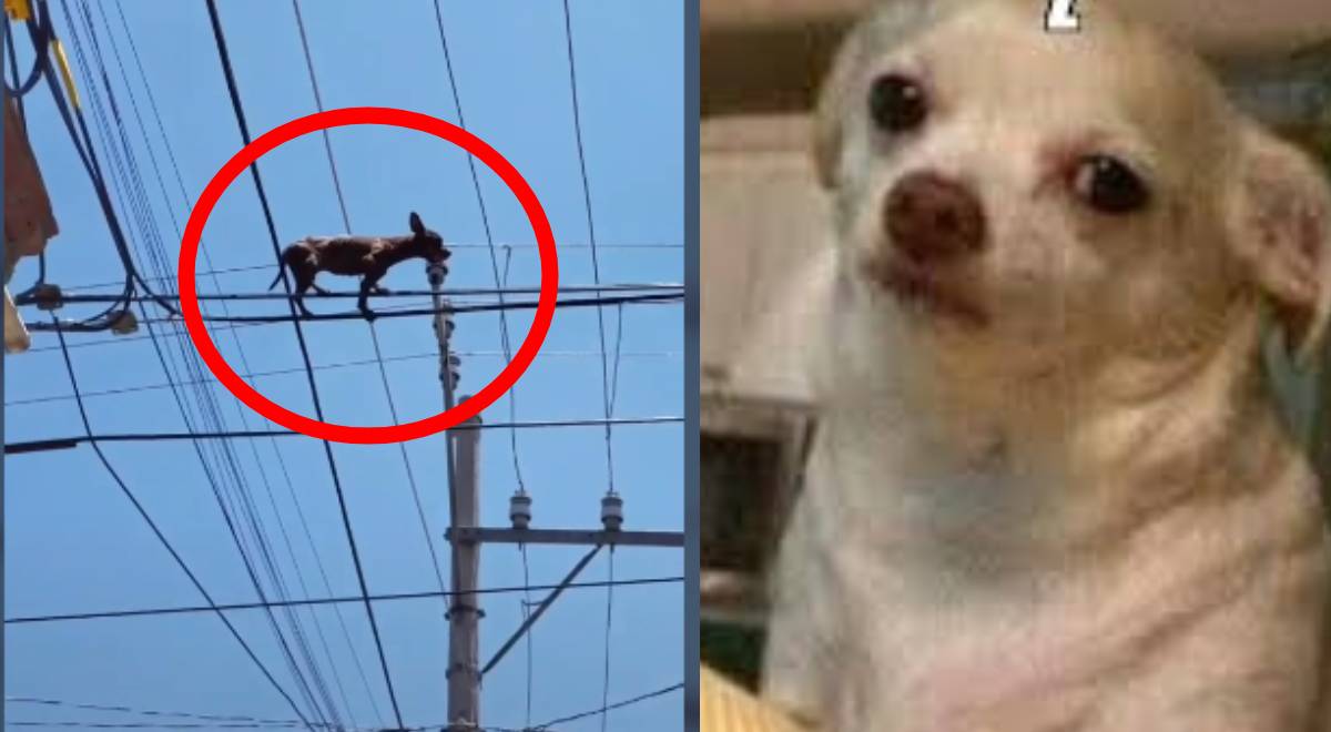 Perro camina sobre los cables de luz y se vuelve viral en TikTok