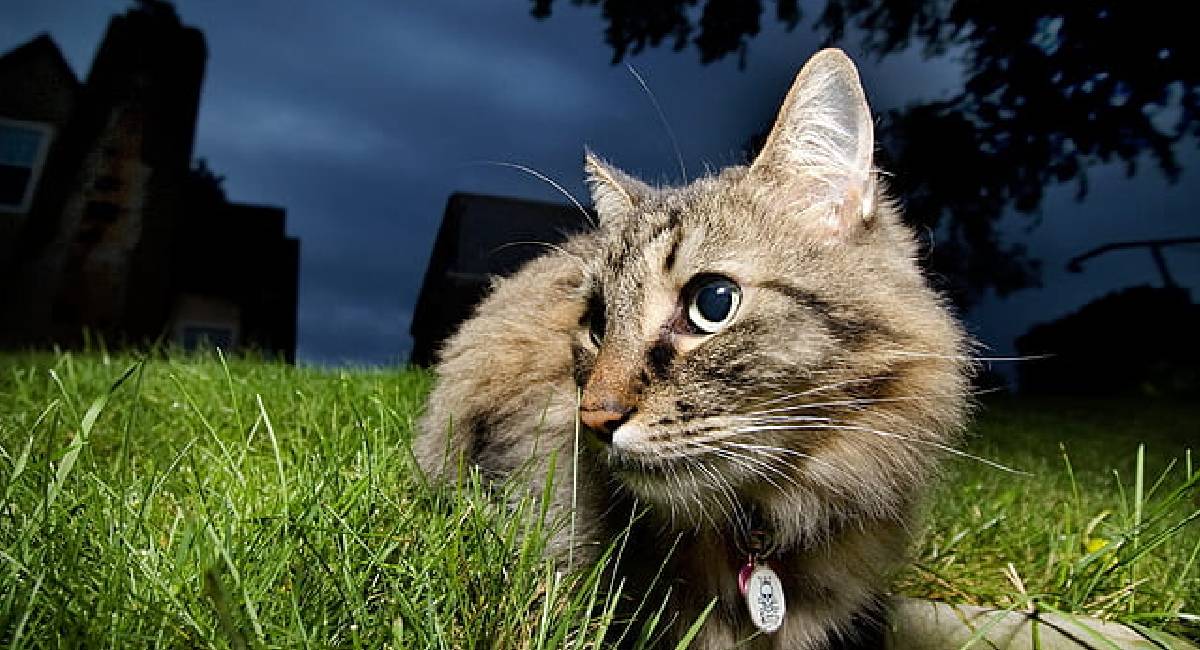 Reto visual: Encuentra al gato escondido en la imagen en 10 segundos