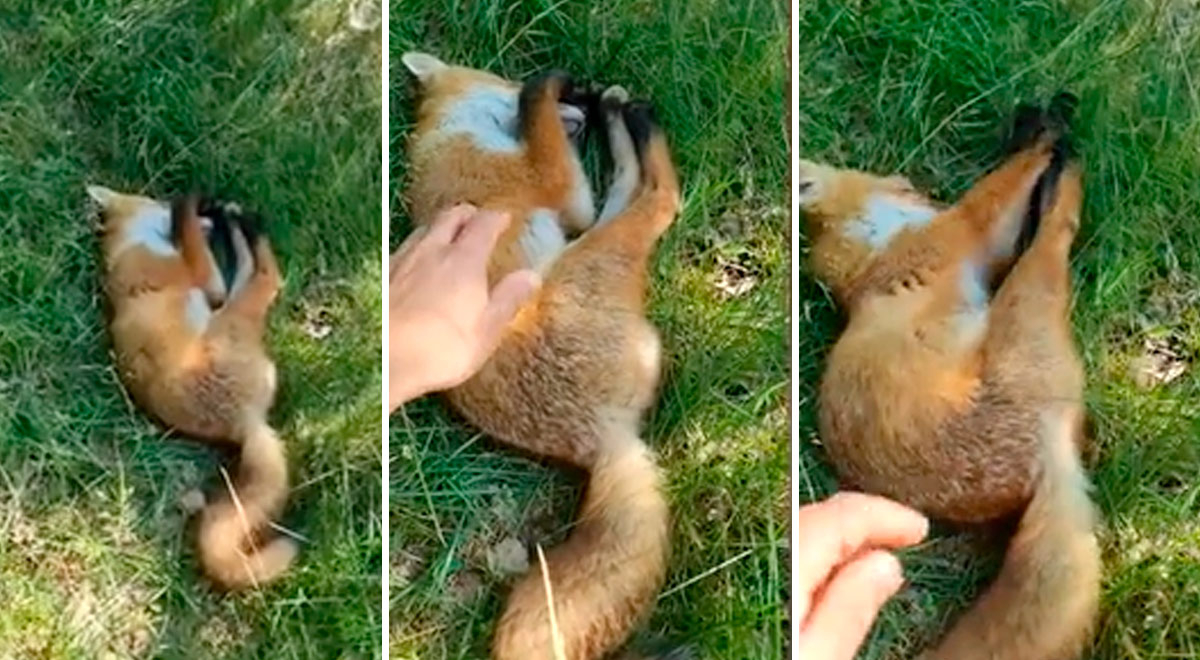 Hombre encontró un animal y se sorprendió al enterarse que era un zorro