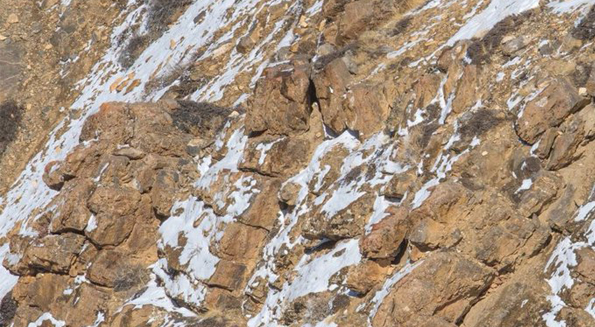 Acertijo visual: ¿Lograrás encontrar al leopardo de las nieves en esta foto?