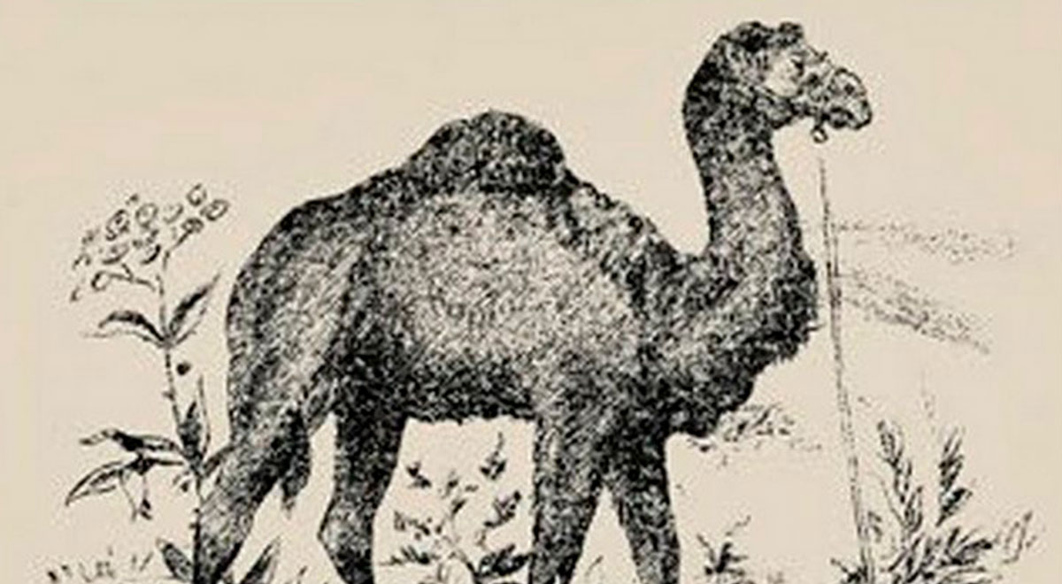 Reto visual: ¿encuentras al dueño del camello? Adivina en menos de 15 segundos