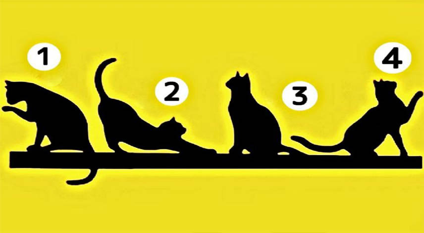 Escoge un gato del test de personalidad, tu respuesta te dirá el objetivo de vida