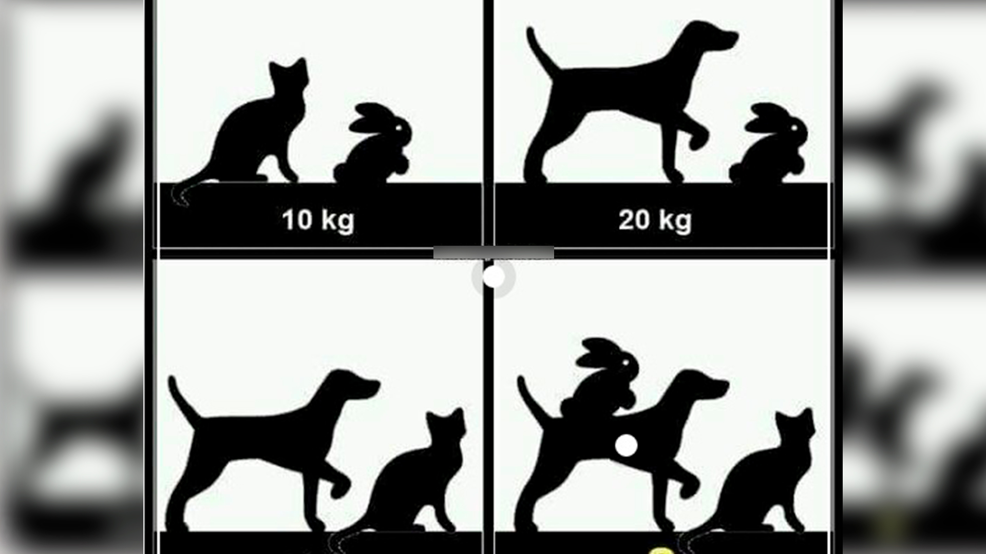 Acertijo visual: ¿cuánto pesa el perro, gato y conejo?, resuelve la serie