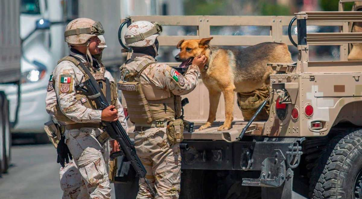 'Narco Perro': soldados rescatan a can que vivía en casa donde traficaban drogas
