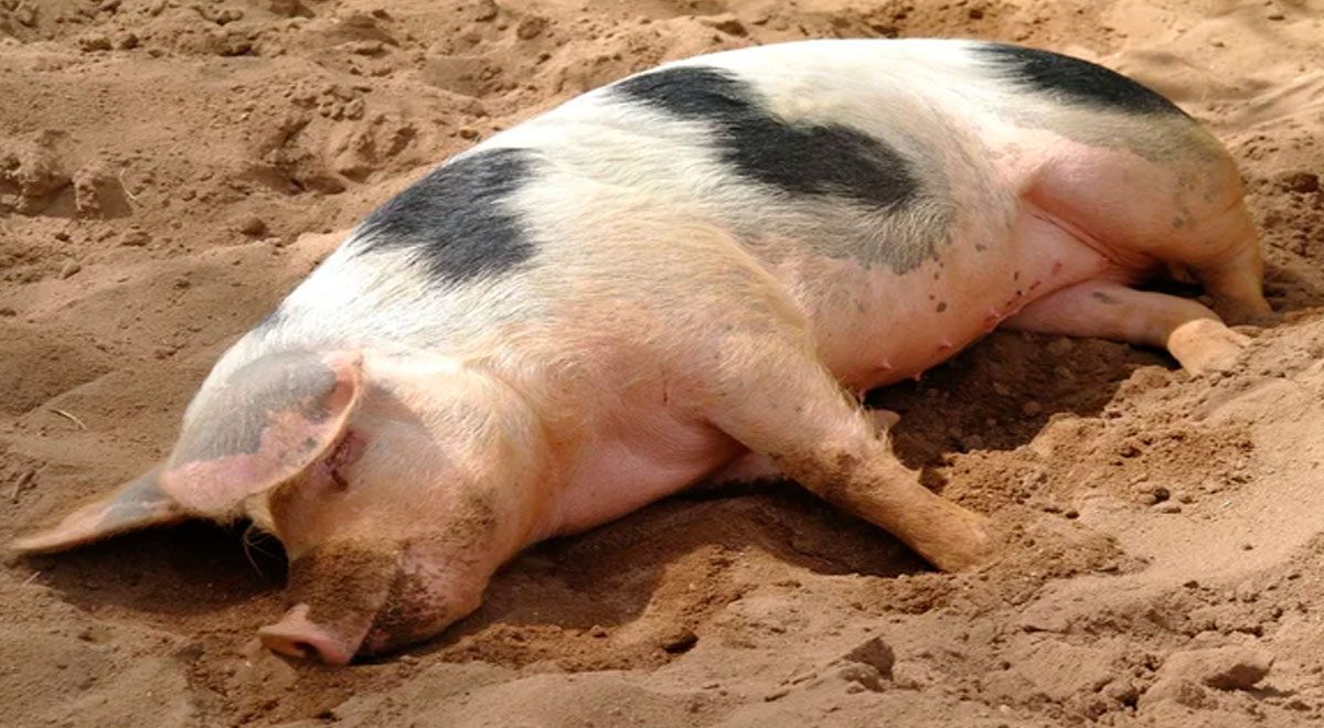 ¿Sabías que el orgasmo de un cerdo dura 30 minutos? Las 10 curiosidades del reino animal que vas a querer saber