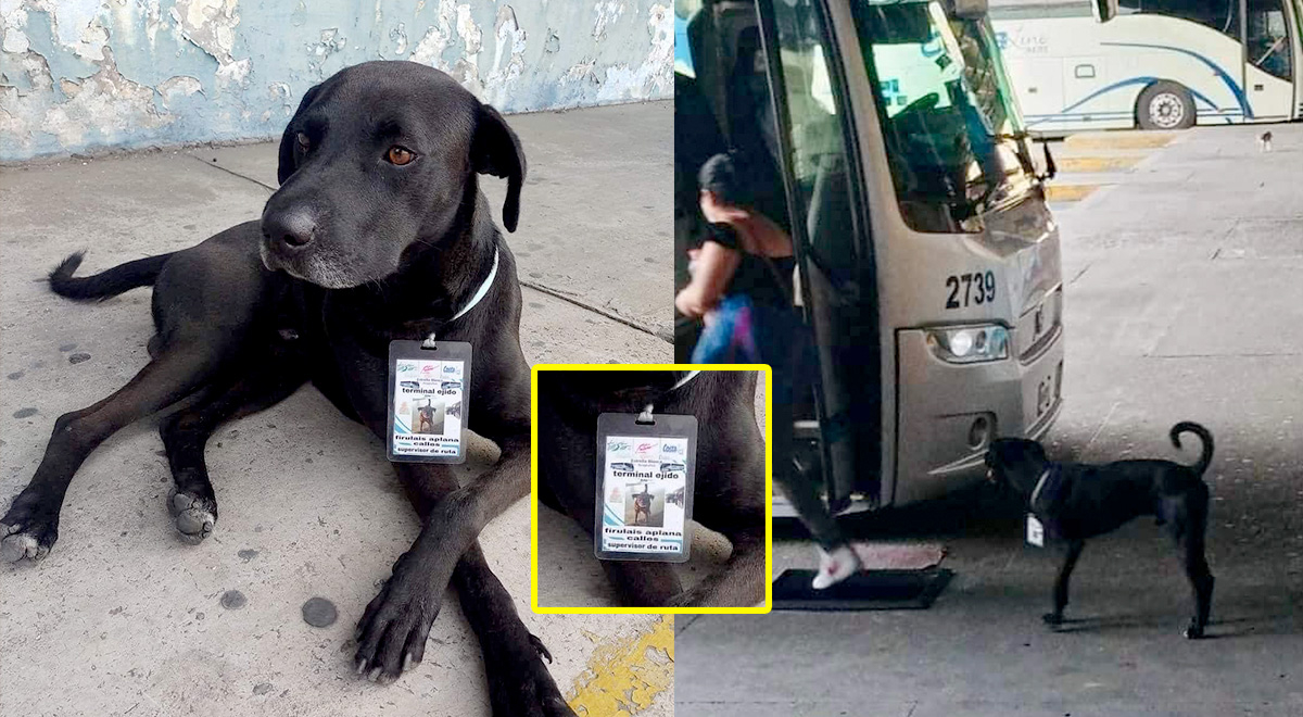 Perro callejero llega a un terminal de buses a pedir comida y ahora es 'supervisor'