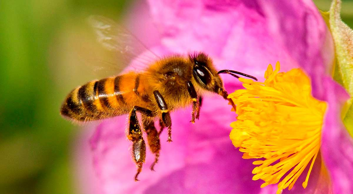 ¿Pueden las abejas reconocer rostros humanos? Esto dice la ciencia