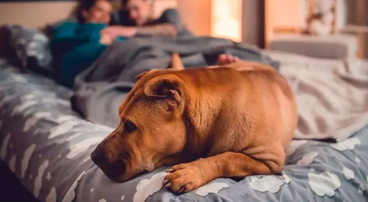 ¿Es malo dormir con mi perro? ¿Cuáles son los riesgos?