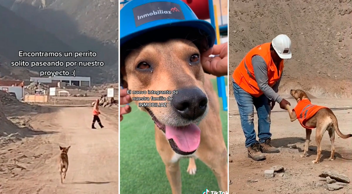TikTok: perro sin casa se ganó el cariño de trabajadores y fue nombrado 'ingeniero'