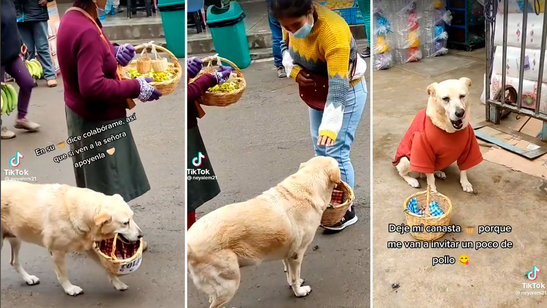 TikTok: perrito sale con su canasta a vender caramelos junto a su dueña