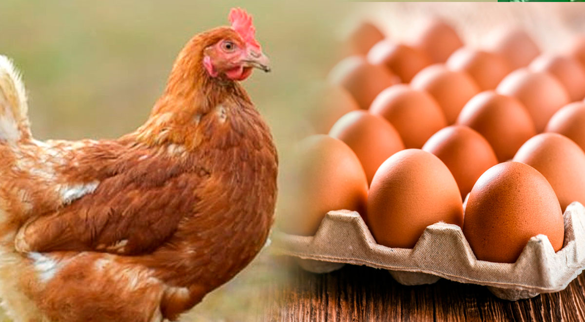 ¿Por qué hay huevos de gallina blancos y marrones?, aquí la explicación