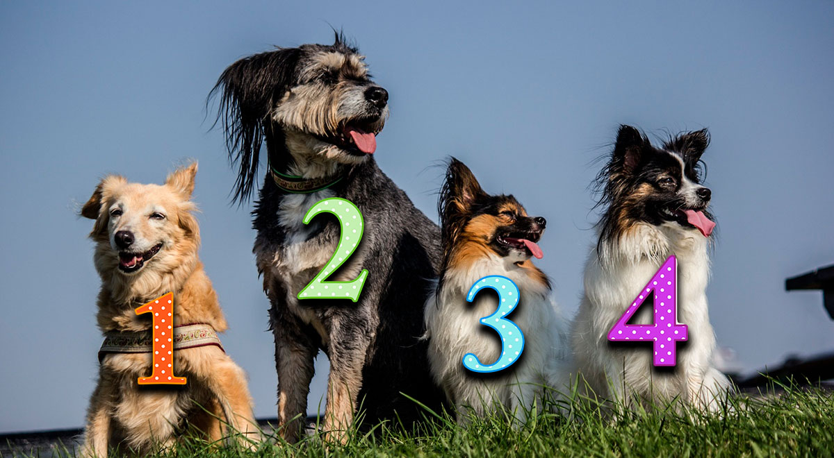 Test de personalidad: uno de estos perritos revelará si estás feliz con tu trabajo actual