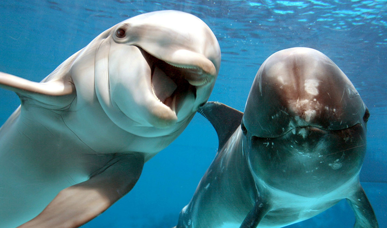 Cinco datos perturbadores de los delfines