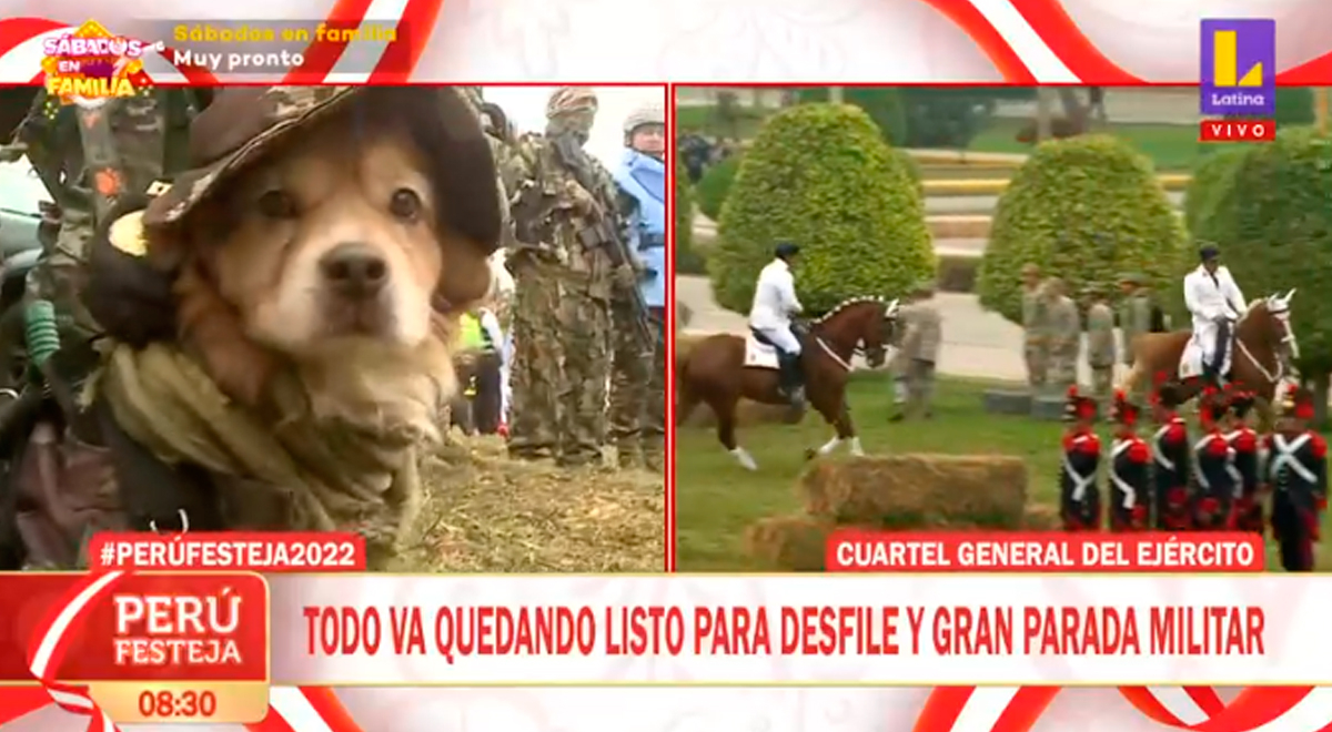 Perro que fue rescatado lleva 8 años en el Ejército y desfiló en la parada militar