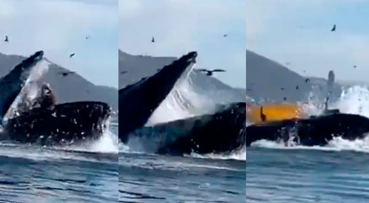 Viral: ballena se traga a dos mujeres y luego las expulsa dejando atónitos a miles