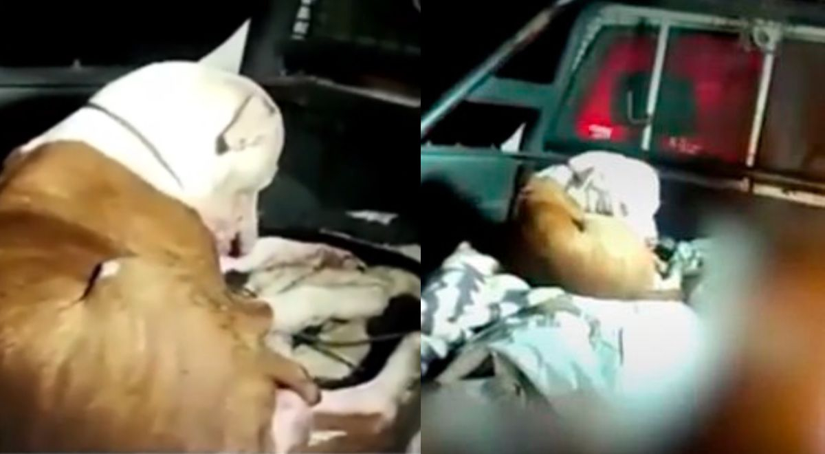 Perrito no se separó de sus dueños fallecidos en accidente en carretera central 