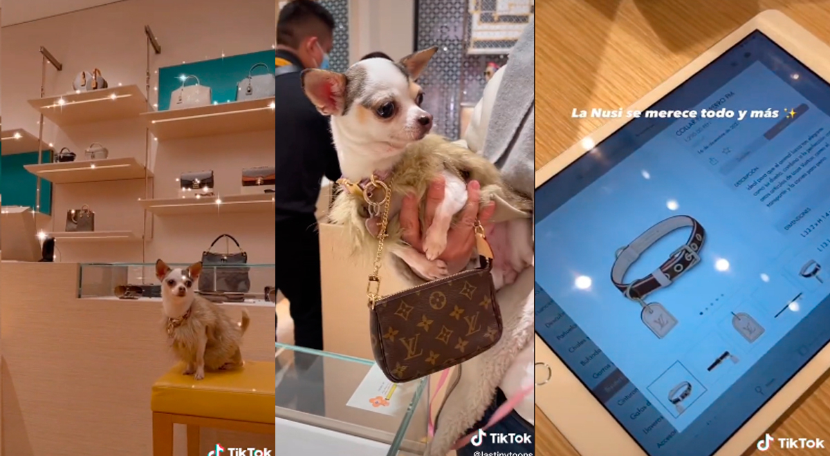 Peruana va a tienda Louis Vuitton con su perrita y le compra collar de 1290 soles