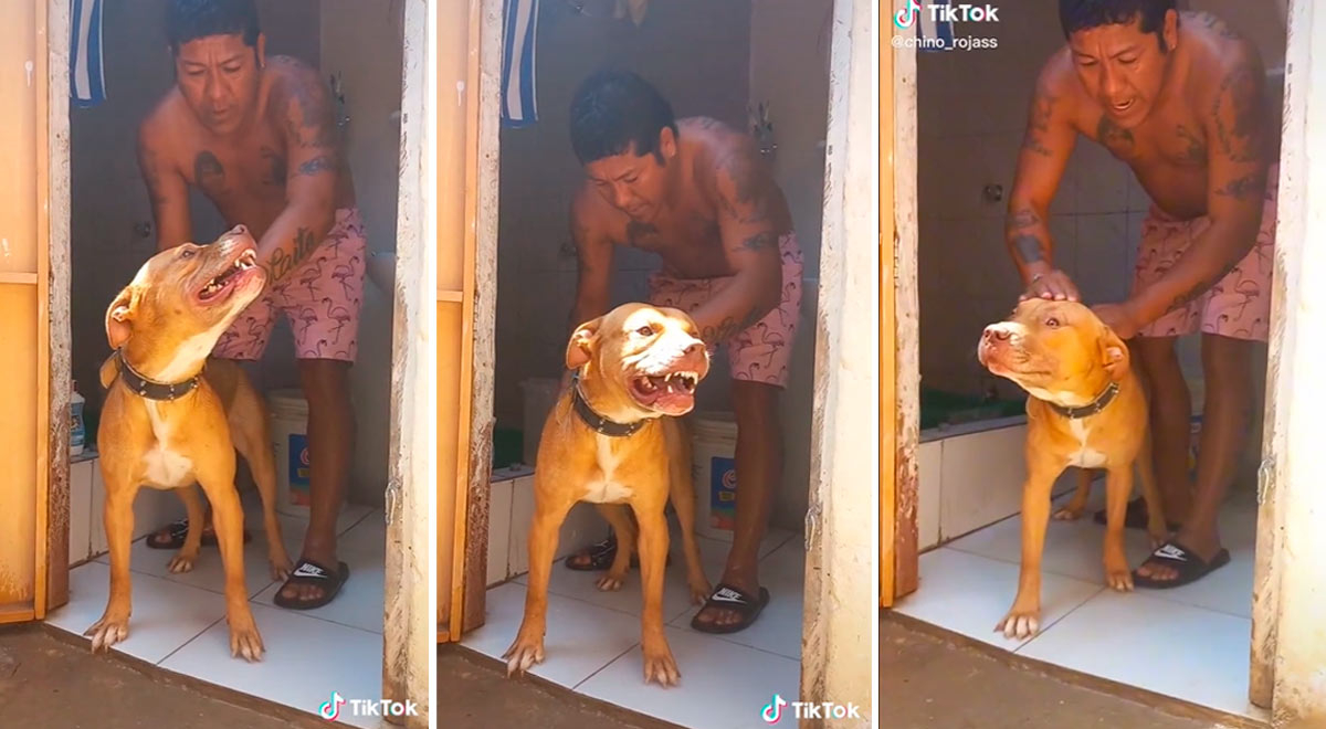 TikTok: perro no se quería bañar hasta que su dueño le dio cariño