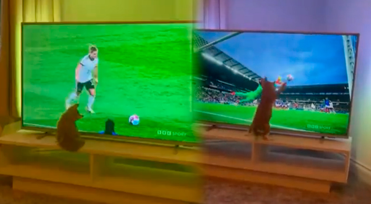 Gato busca atajar pelota a través de la TV y video hace estallar en risas a usuarios