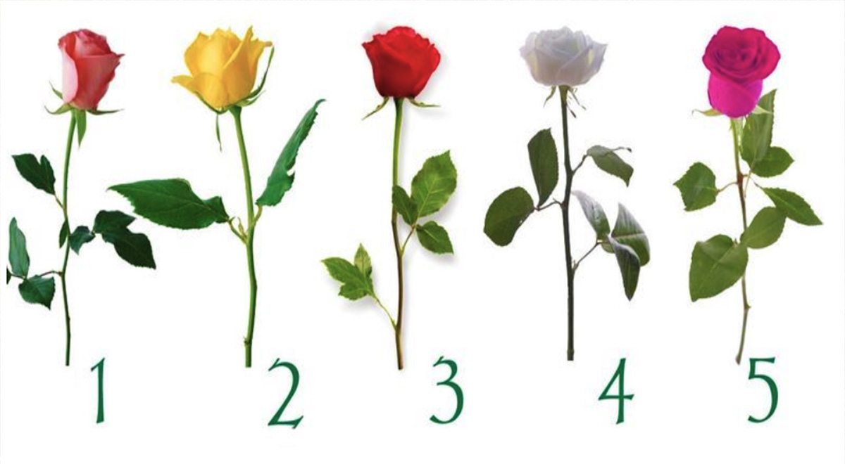 ¿Qué rosa te gusta más? Resuelve este test y conoce nuevos rasgos de tu personalidad