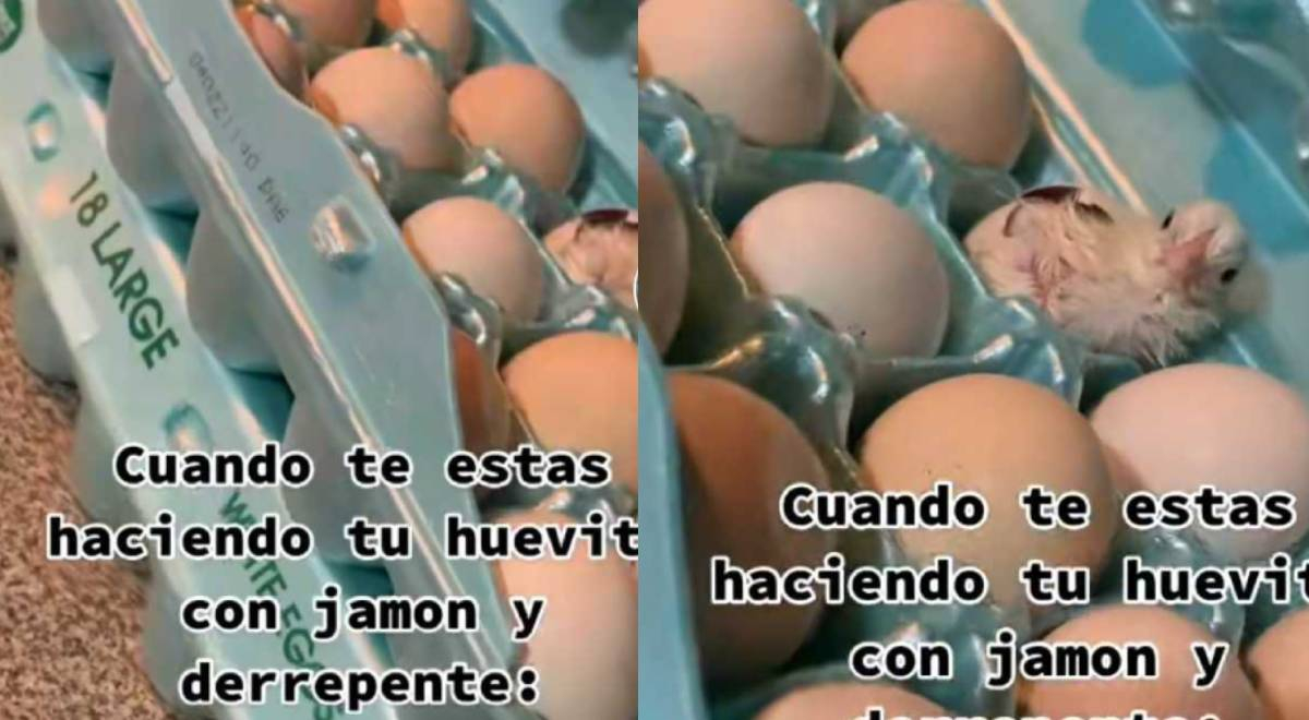 Joven se sorprende al ver que uno de los huevos que compró tenía un pollito incluido 