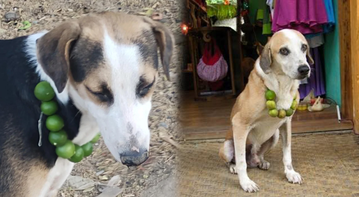 ¿Por qué los peruanos cuelgan limones en el cuello a sus perros?