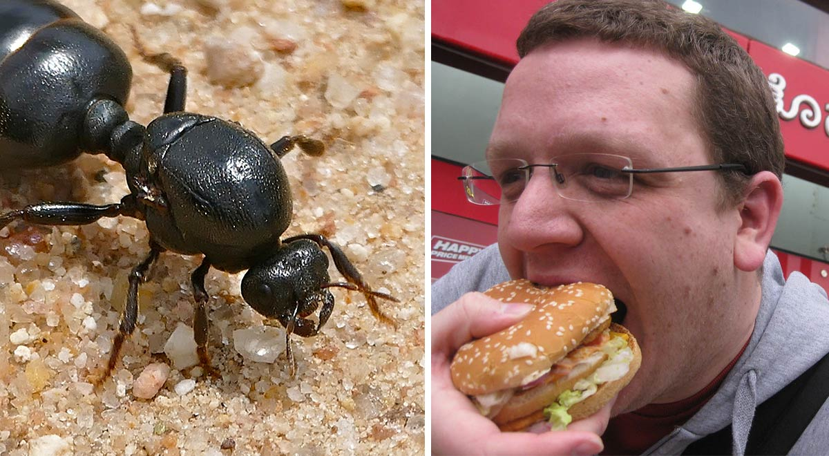 ¿Te comiste alguna vez una hormiga? Conoce si corriste peligro