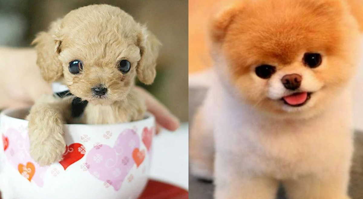 ¿Por qué no debes adquirir perritos ‘Mini Toy’?