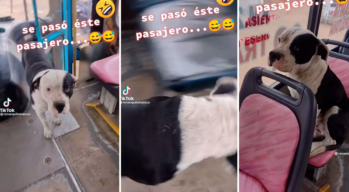 Perro sube a bus de transporte público y se coloca en el asiento reservado