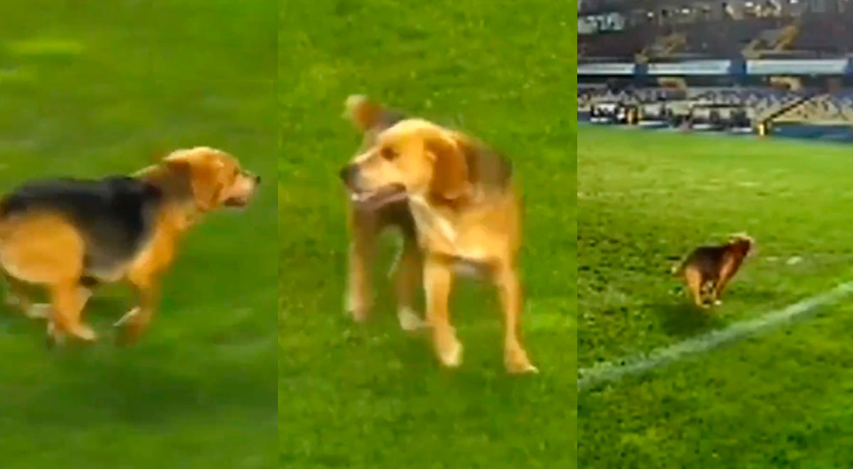 Viral: perrito se robó el show en partido de fútbol y dejó su 'marca' en un arco