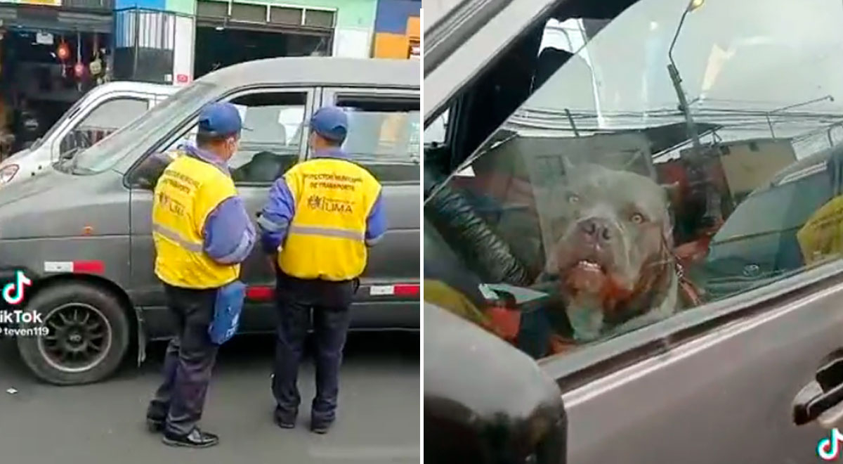 Inspectores intervienen minivan porque 'perro chofer' se había estacionado mal