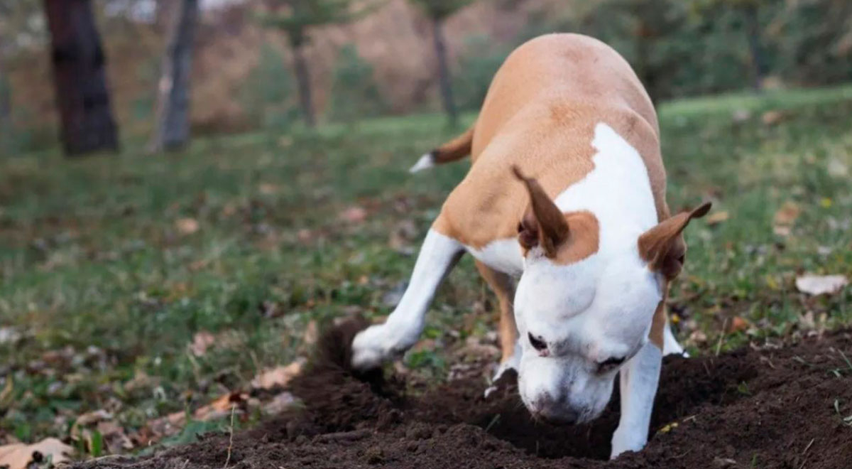 ¿Por qué los perros entierran huesos o comida? Esto dicen los especialistas