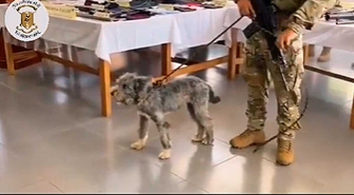 ¡Emotivo! Militares rescataron a perro que era utilizado por Sendero para rastrear explosivos