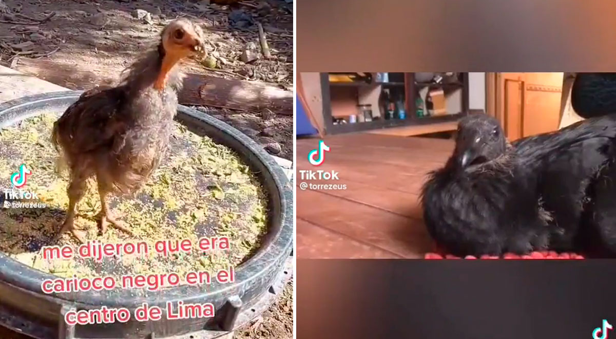Viral: Compró un ave y le dijeron que era 'gallo carioco' pero resultó ser un gallinazo