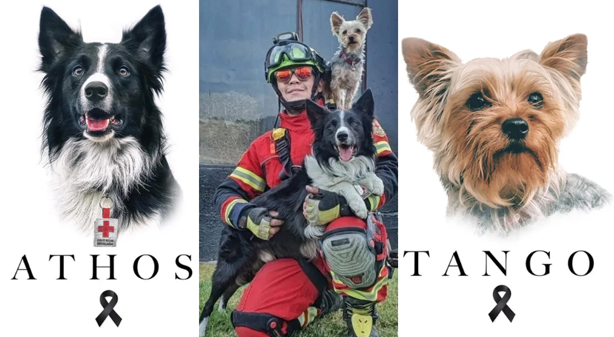 Declaran culpable al hombre que asesinó a los perritos rescatistas Athos y Tango