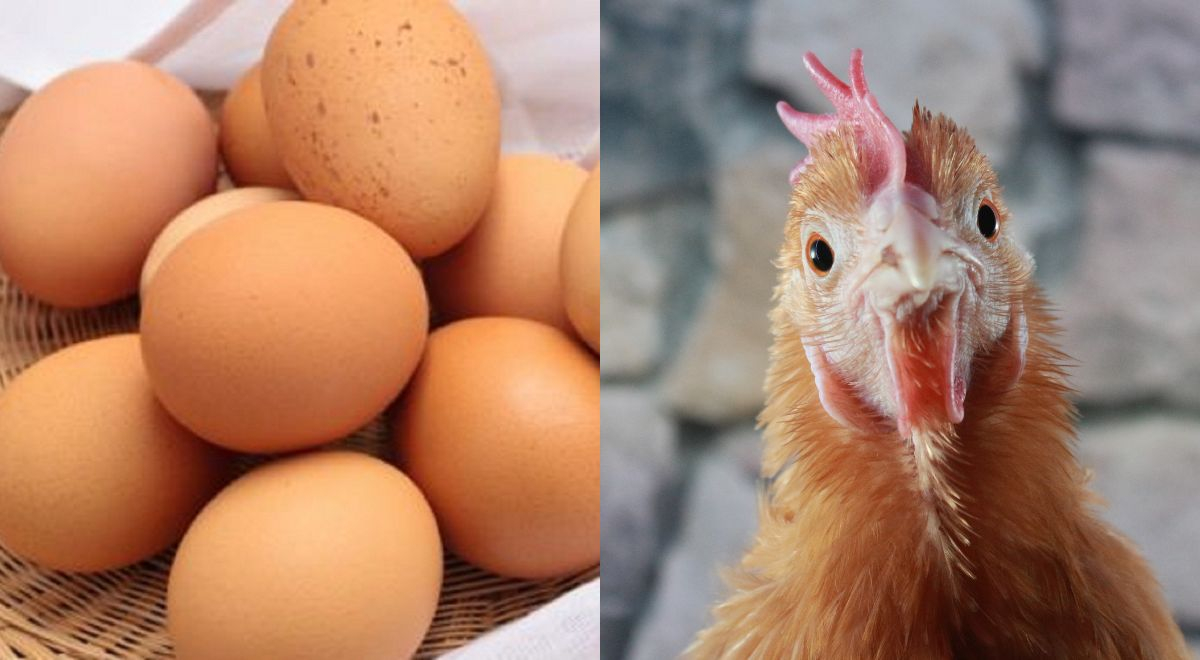 The egg or the chicken? Here we tell you what came first.