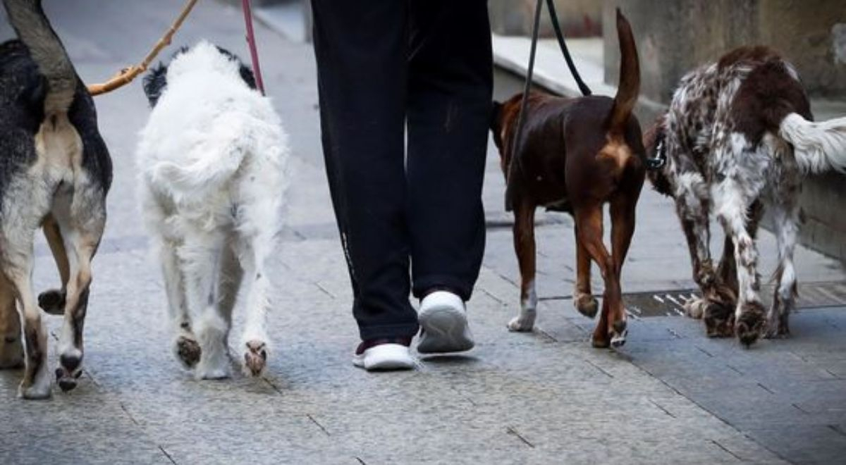¿Cuánto gana un paseador de perros en Lima en 2022? Las ganancias detrás de este empleo