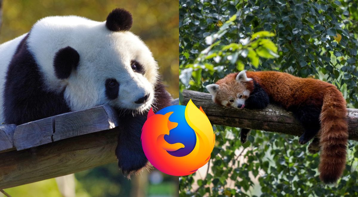 ¿Un zorro o un panda?: Te contamos qué animal está en el logo de Firefox