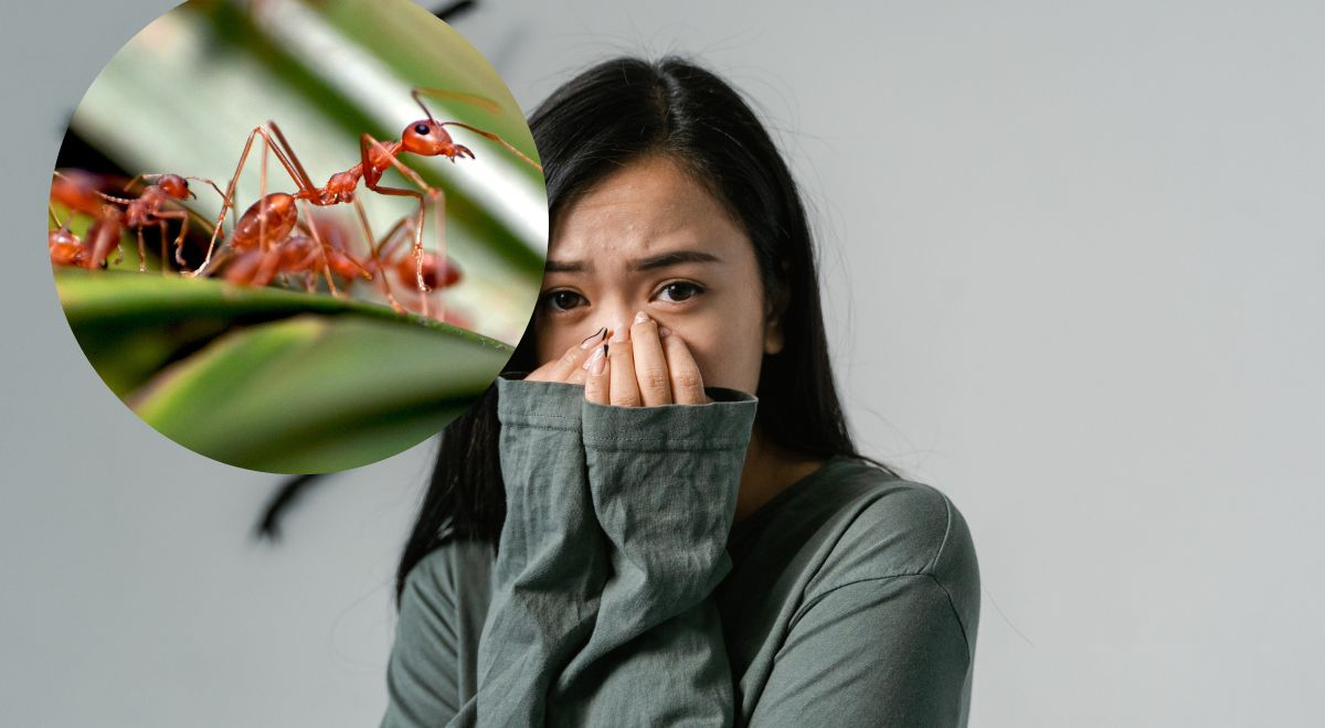 ¿Hay más hormigas que personas?: Aquí te contamos todo sobre este 'datazo'