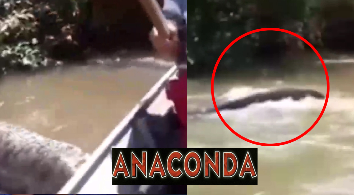 Young people sailed down the Amazon River and came across an anaconda.