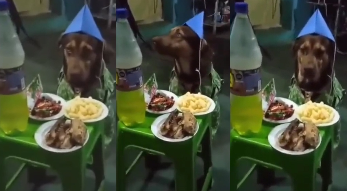 Familia celebra cumpleaños de su perro con pollo a la brasa y se vuelve viral