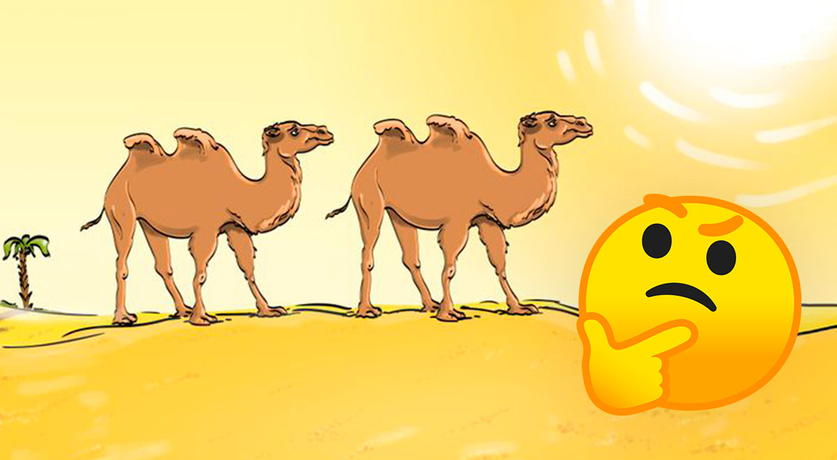 Reto visual para los más VELOCES: ¿Qué pasa con estos camellos? Menos del 8% lo resolvió