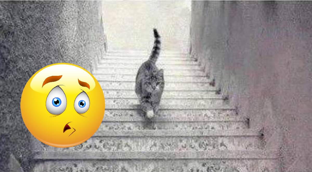 ¿El gato está subiendo o está bajando? Divertida ilusión pondrá a prueba tu percepción