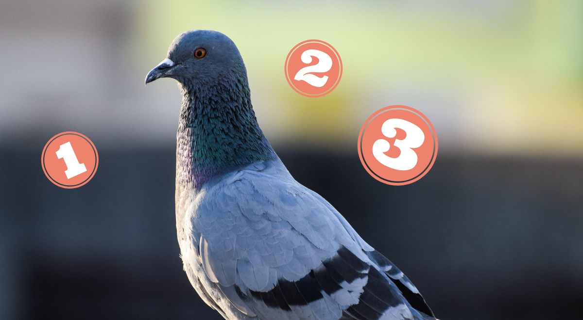 ¿Sabías que las palomas saben contar? Te contamos todo sobre este dato RANDOM