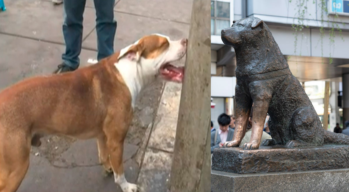 'Hachiko peruano': perro espera a su dueño sin saber que este falleció hace 3 meses
