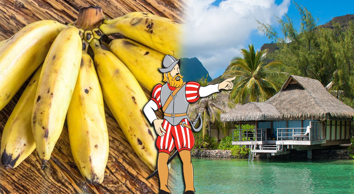 ¿Por qué el 'Plátano de la Isla' se llama así? Descubre a qué isla se refiere