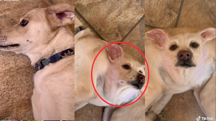 Perro con 'dos cabezas' deja en 'shock' a usuarios de TikTok 