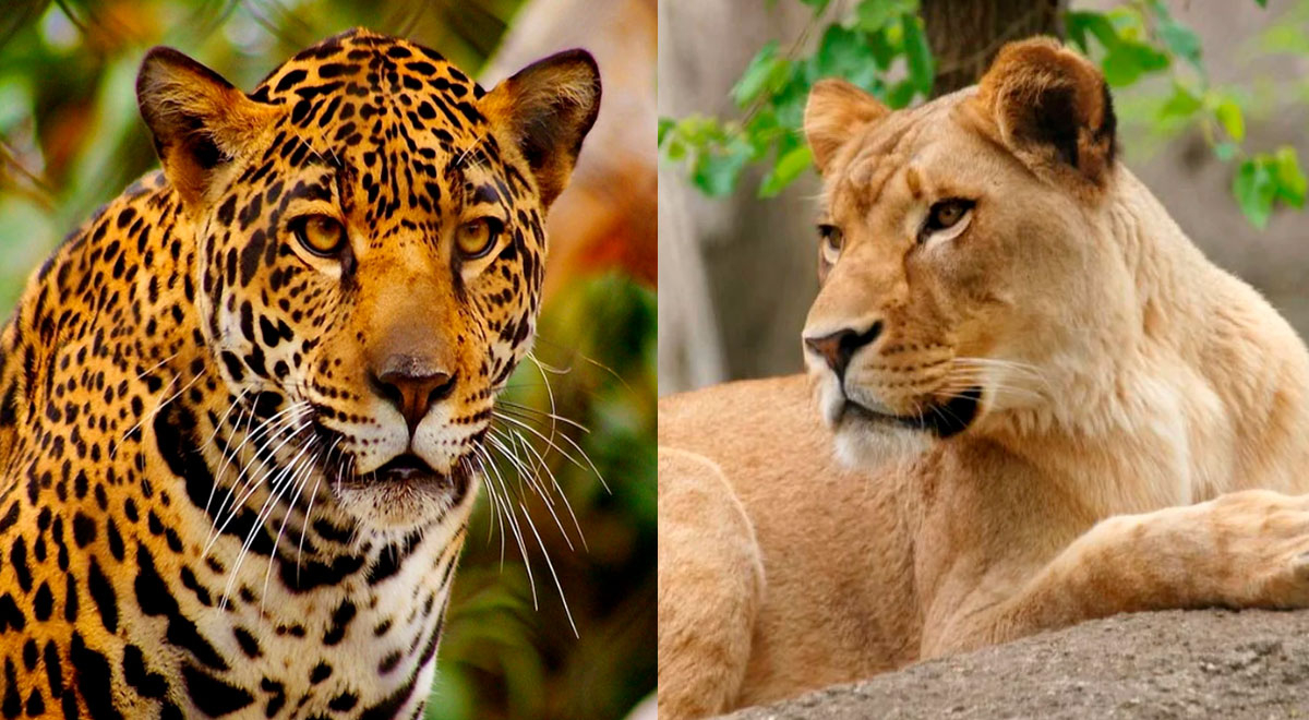 Conoce al 'jaglión’, el aterrador híbrido que nació del cruce de un jaguar y una leona