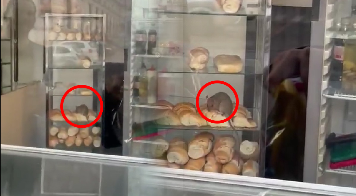 ¿Será Chefcito? Captan a rata comiendo en una panadería y causa terror en clientes 