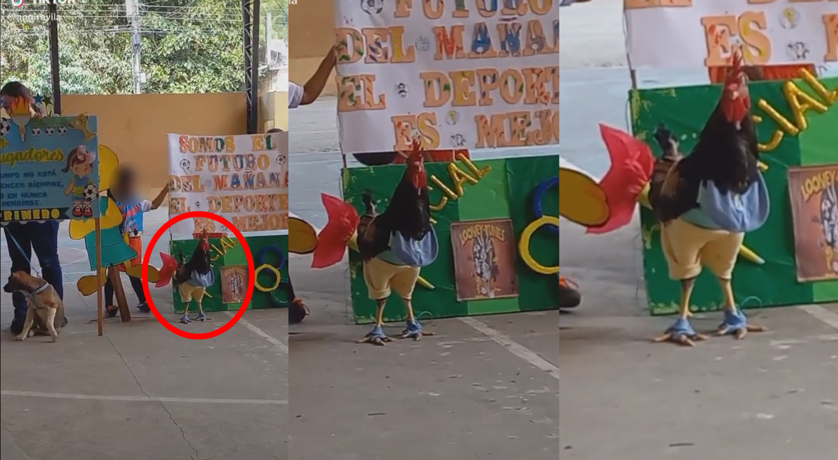 TikTok: 'acharla' a su gallo de corral y lo lleva para que sea mascota de los Juegos Florales